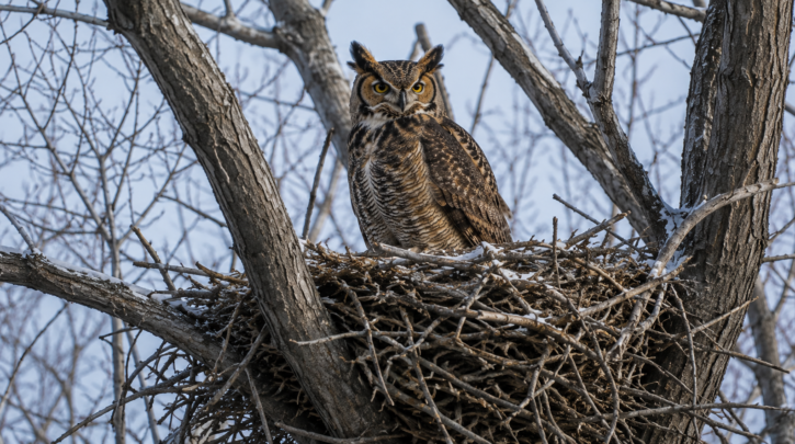 Illustration of a Great Horned Owl occupying a reused hawk nest