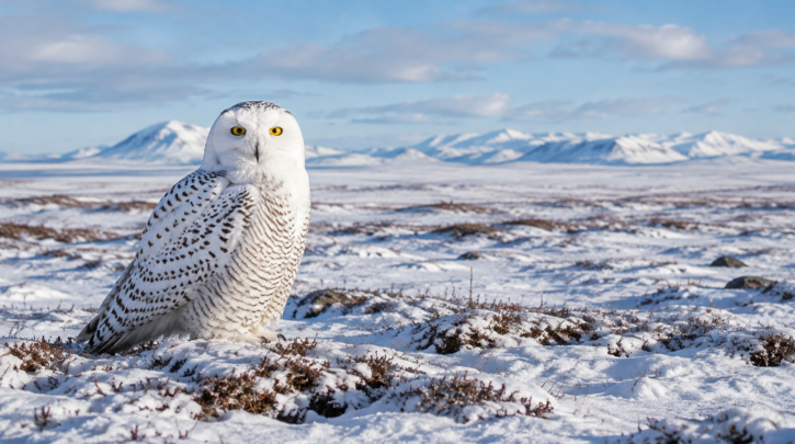 Illustration of a Snowy Owl in its open tundra habitat