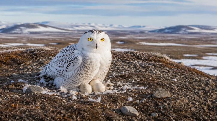 Illustration of a Snowy Owl's bare ground scrape nest on tundra